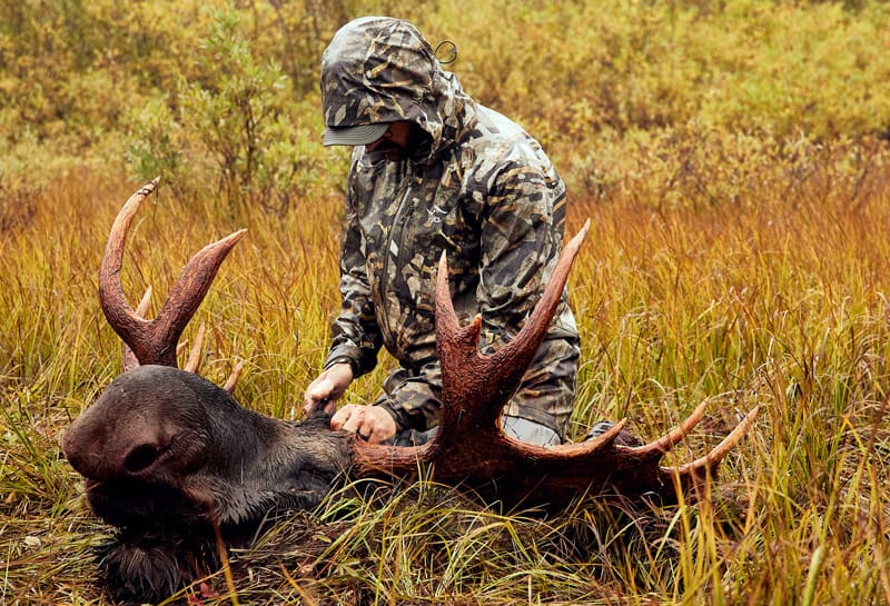 skinning a moose head
