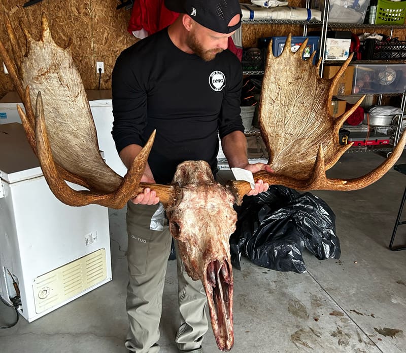 finished product of skinning a moose