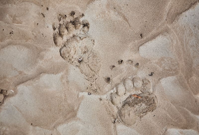 Bear foot prints in the sand