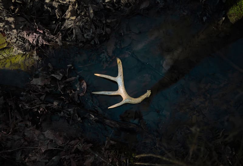 A Beginner's Guide To Shed Hunting