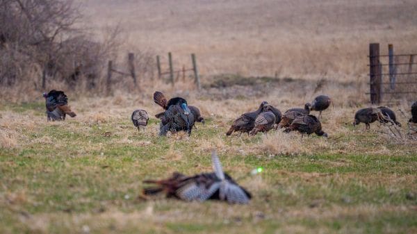 Under The Roost
