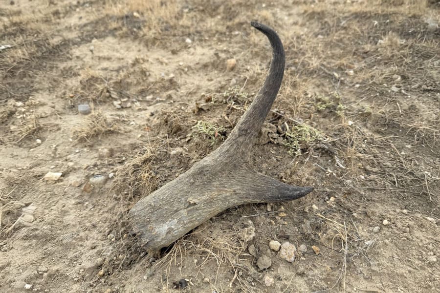 The Best Early Season Antelope Hunting Gear