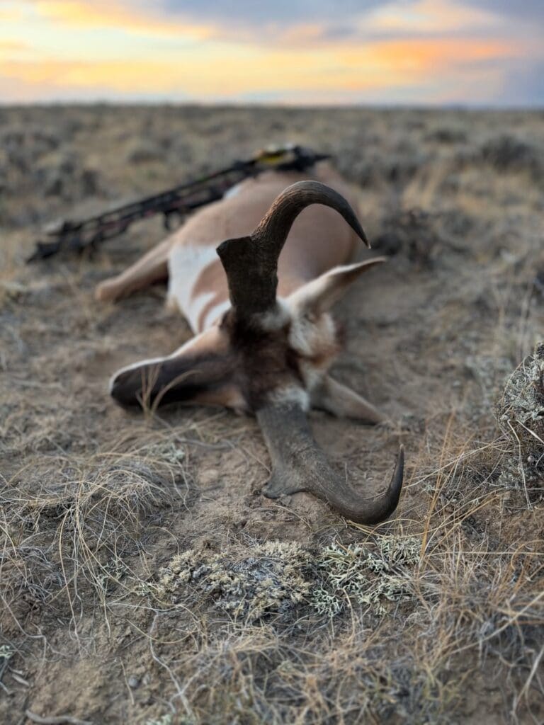 The Best Antelope Hunting Gear