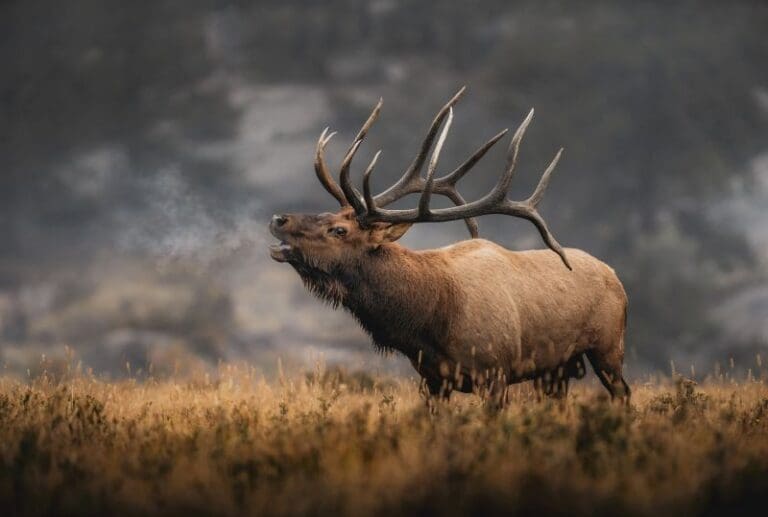 Guided Vs. Diy Hunting