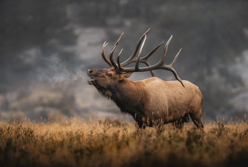 Guided Vs. Diy Hunting