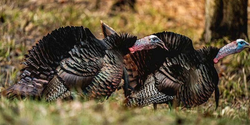 Tuo Curates Specialized Turkey Hunting Collection