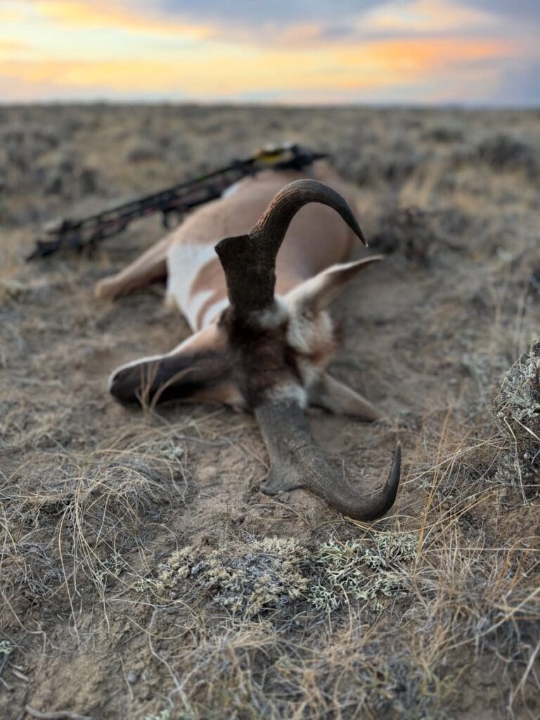 Chasing The Speed Goat